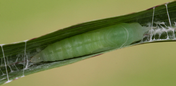 Clouded Skipper 
chrysalis